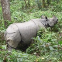 Indian rhino, Chitwan Park, Nepal
