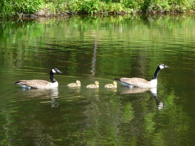 Three baby Canadian geese with parents